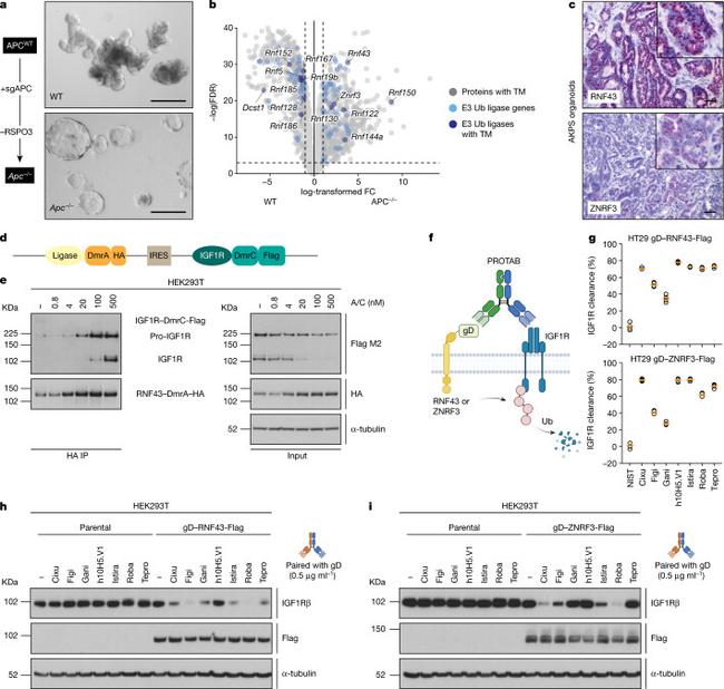 CD221 (IGF1R) Antibody in Flow Cytometry (Flow)