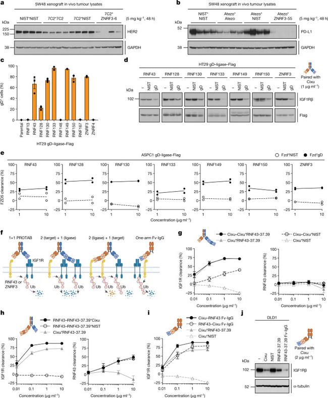 CD221 (IGF1R) Antibody in Flow Cytometry (Flow)