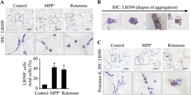 Alpha-synuclein Antibody in Immunocytochemistry (ICC/IF)