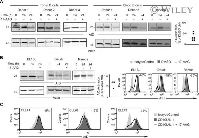 AID Antibody in Western Blot (WB)