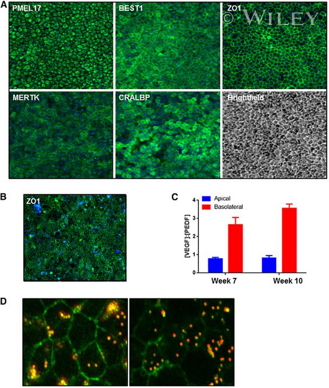 ZO-1 Antibody in Immunohistochemistry (IHC)