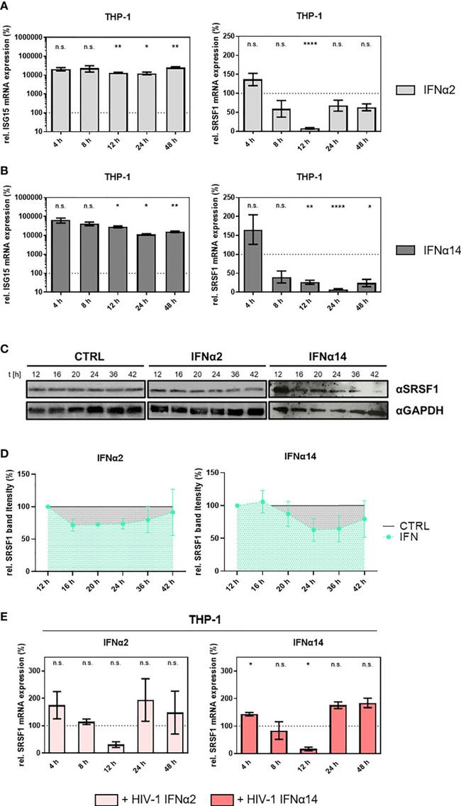 SRSF1 Antibody in Western Blot (WB)