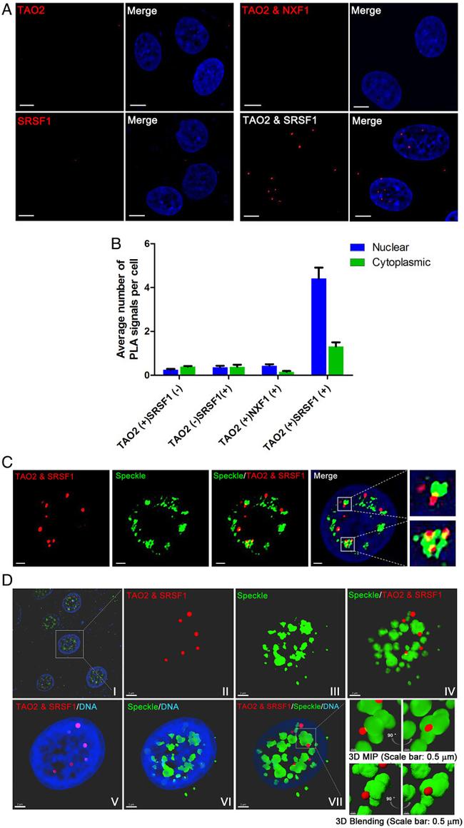 SRSF1 Antibody in Immunocytochemistry (ICC/IF)