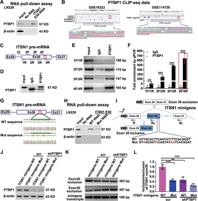 PTBP1 Antibody in RNA Immunoprecipitation (RIP)