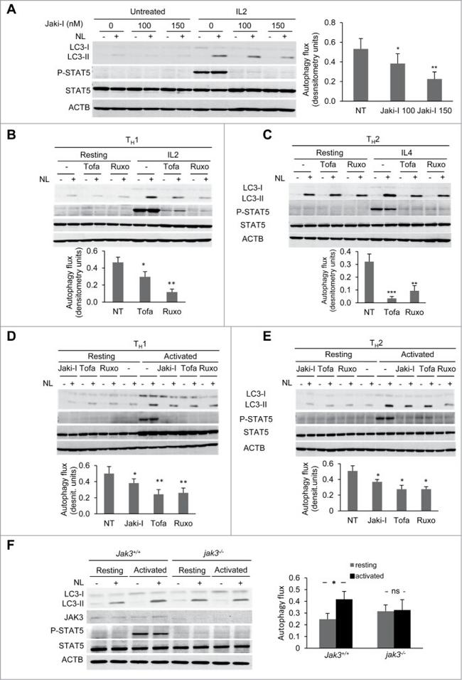 STAT5 alpha/beta Antibody in Western Blot (WB)