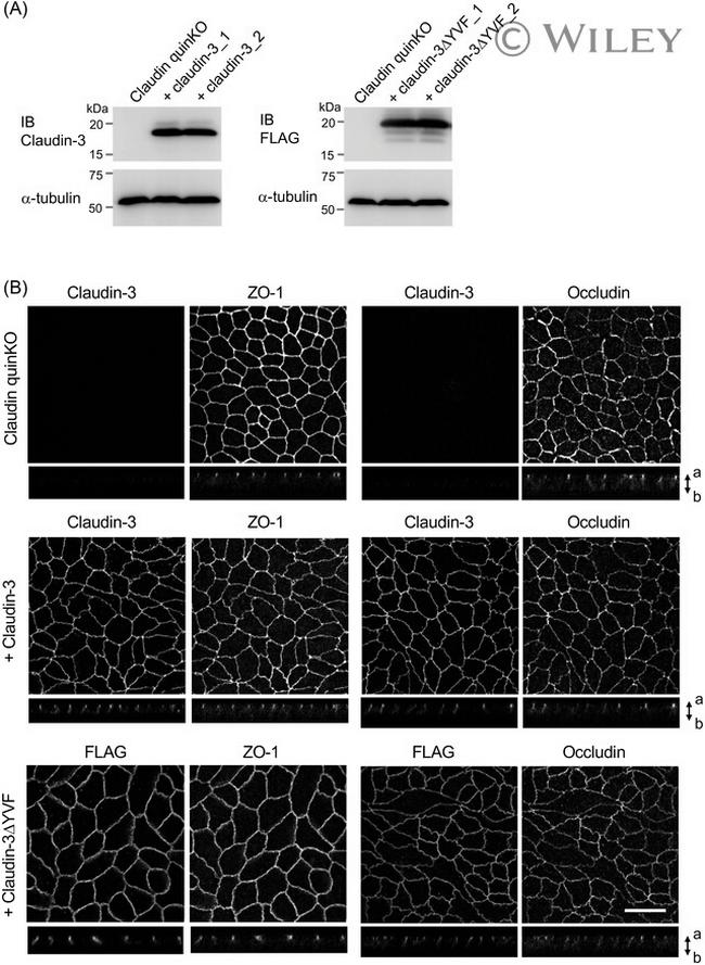 Claudin 3 Antibody in Western Blot, Immunocytochemistry (WB, ICC/IF)