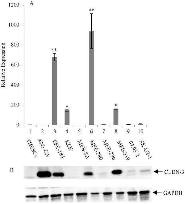 Claudin 3 Antibody in Western Blot (WB)