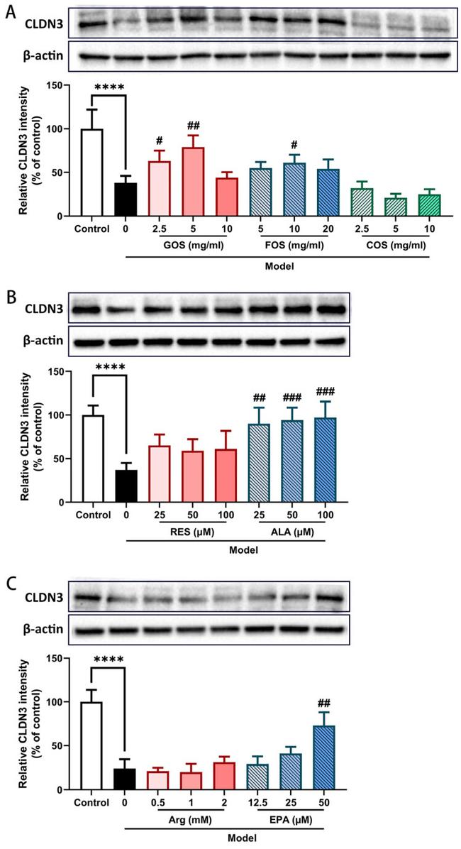 Claudin 3 Antibody in Western Blot (WB)