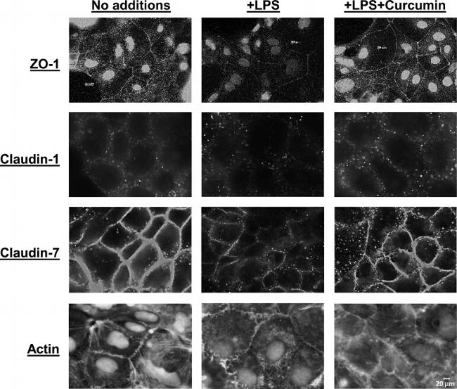 Claudin 7 Antibody in Immunohistochemistry (IHC)