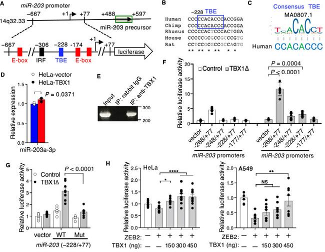 TBX1 Antibody in ChIP Assay (ChIP)