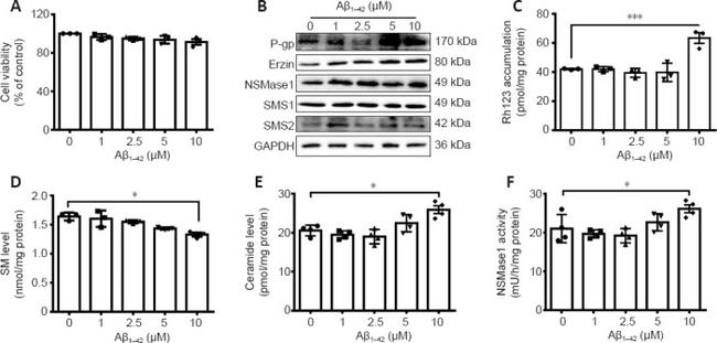 Ezrin Antibody in Western Blot (WB)