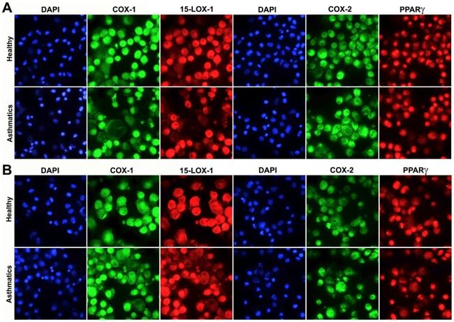 COX2 Antibody in Immunohistochemistry (IHC)