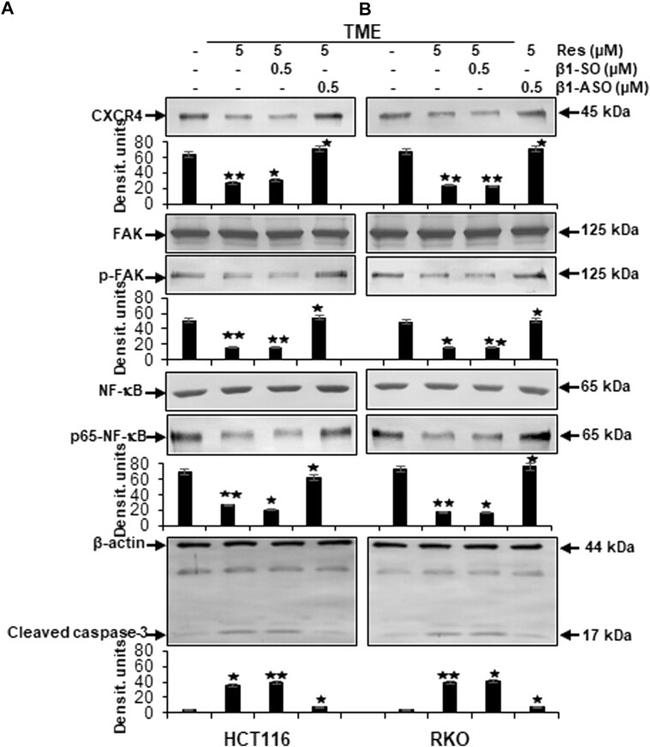 CXCR4 Antibody in Western Blot (WB)