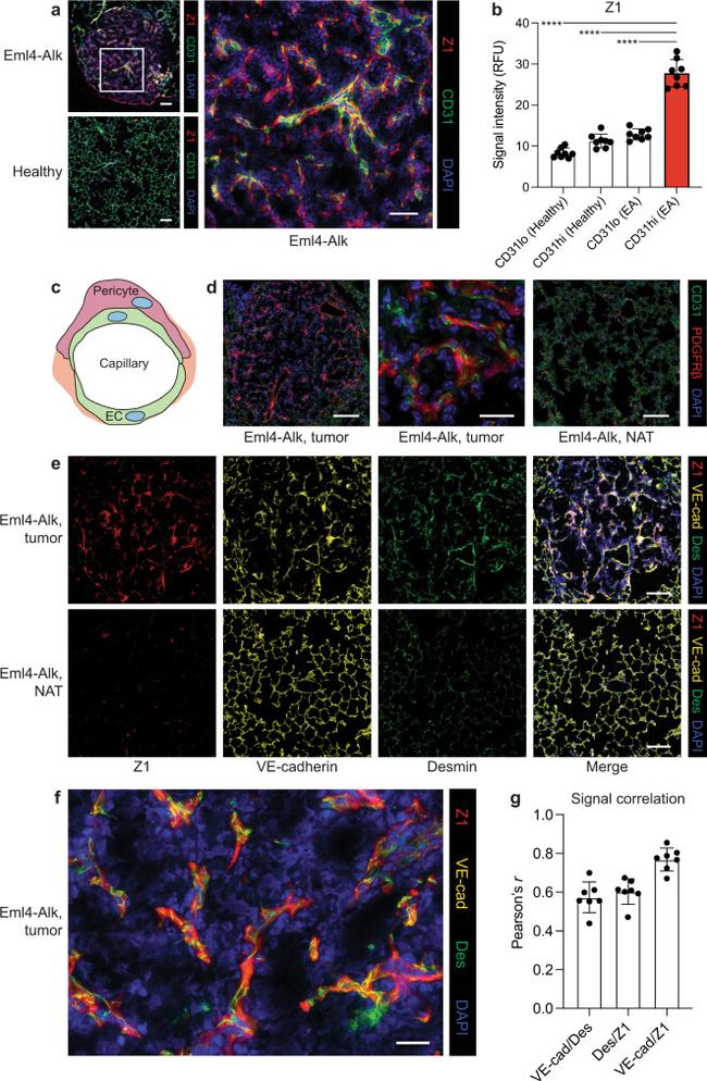 VE-cadherin Antibody in Immunohistochemistry (IHC)