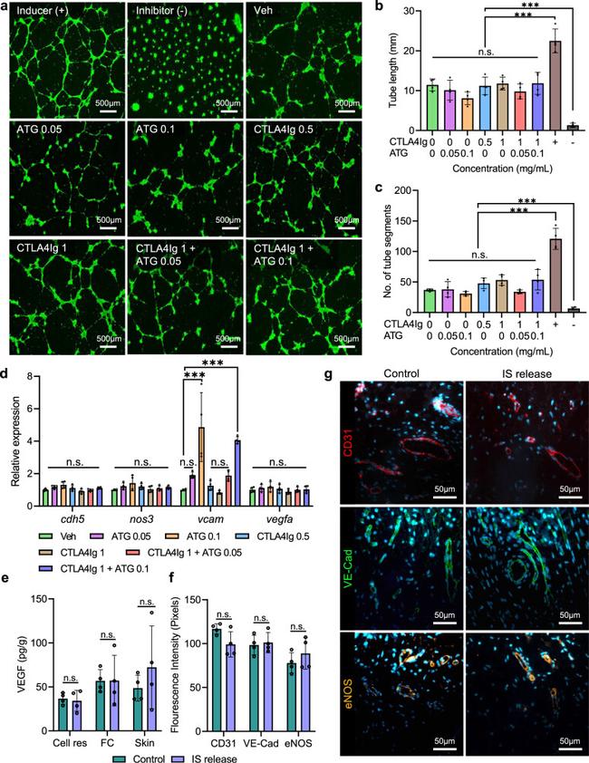 VE-cadherin Antibody in Immunohistochemistry (IHC)