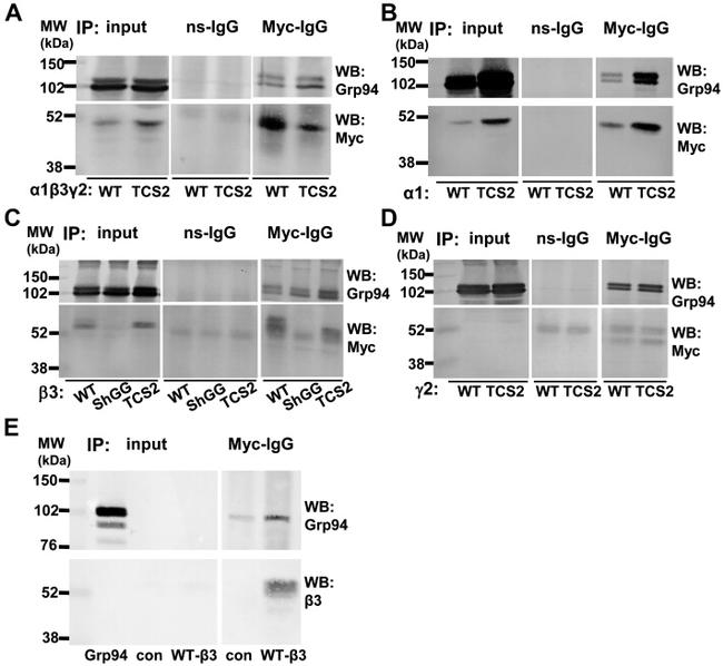 GRP94 Antibody in Western Blot (WB)