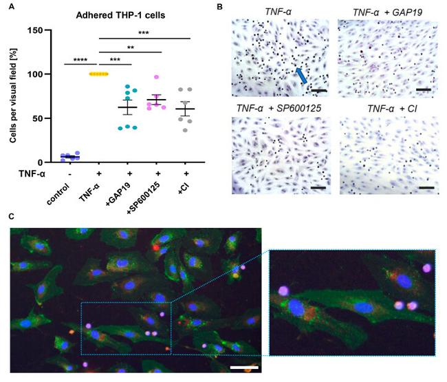 Connexin 40 Antibody in Immunocytochemistry (ICC/IF)