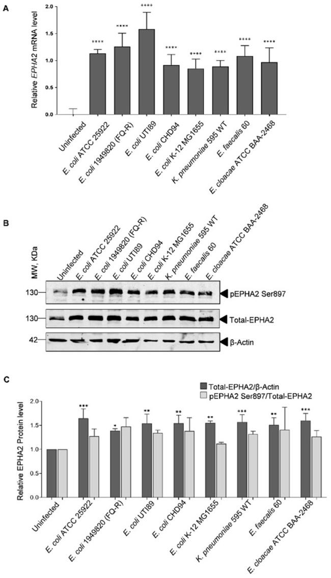 EphA2 Antibody in Western Blot (WB)