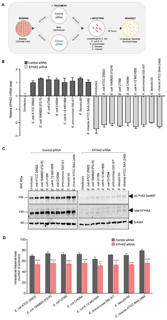 EphA2 Antibody in Western Blot (WB)