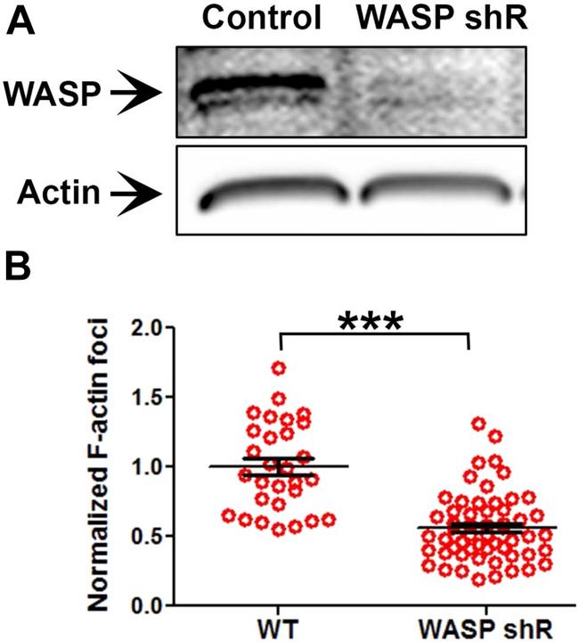 CD3 Antibody in Functional Assay (FN)