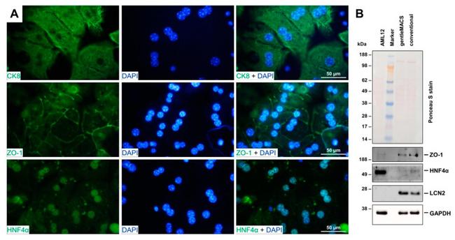 ZO-1 Antibody in Western Blot (WB)