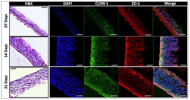 ZO-1 Antibody in Immunohistochemistry (IHC)