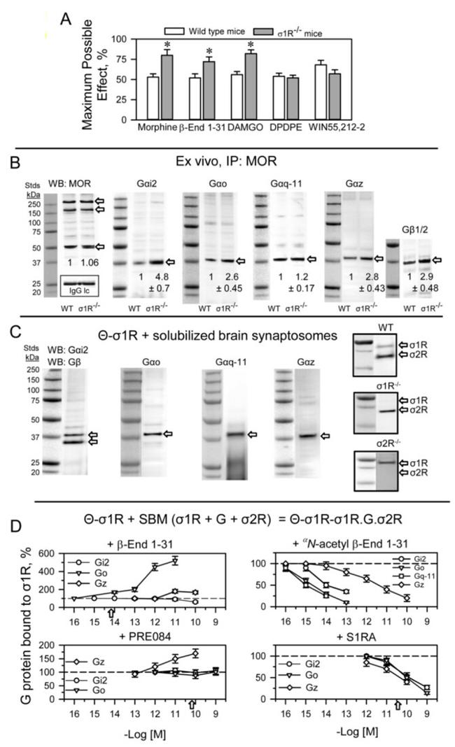 Sigma-1 Receptor Antibody in Western Blot (WB)