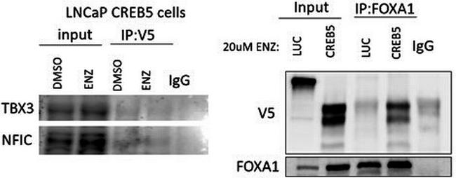 TBX3 Antibody in Western Blot (WB)