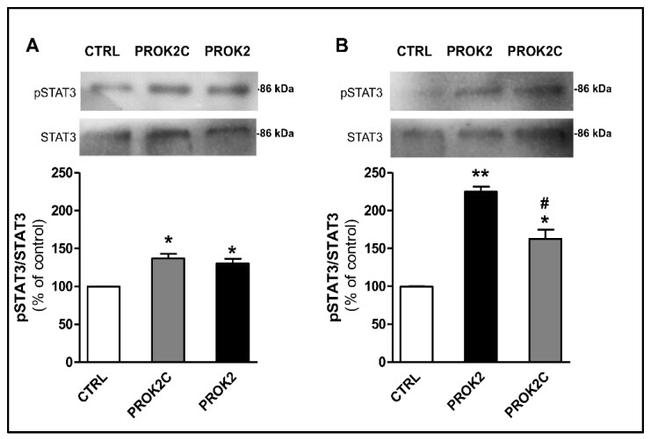 Phospho-STAT3 (Tyr705) Antibody in Western Blot (WB)