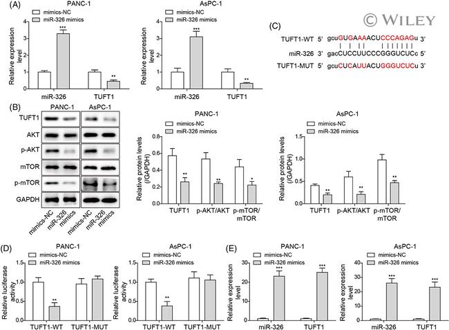 TUFT1 Antibody in Western Blot (WB)