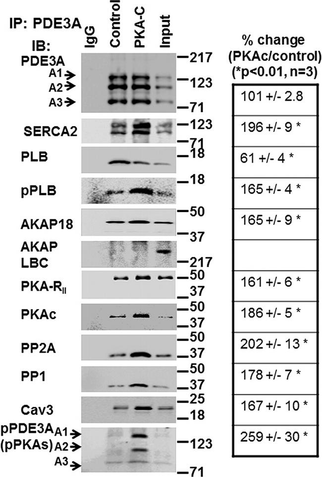 SERCA2 ATPase Antibody in Western Blot (WB)