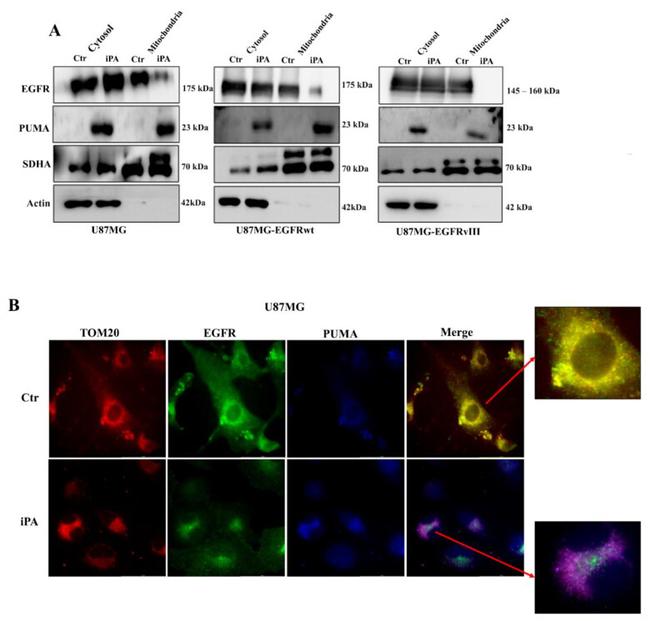 SDHA Antibody in Western Blot (WB)