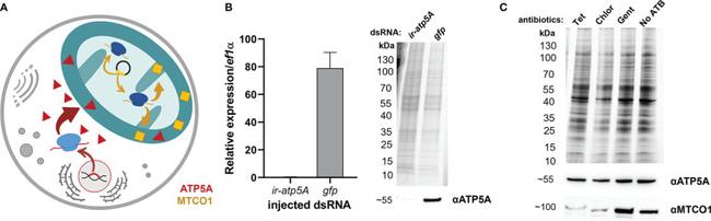 MTCO1 Antibody in Western Blot (WB)