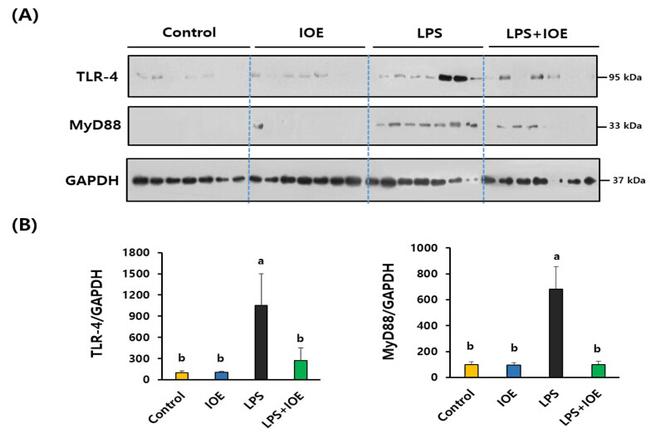 TLR4 Antibody in Western Blot (WB)