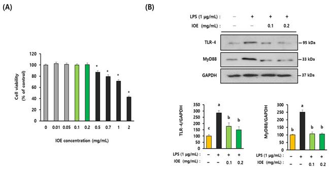 TLR4 Antibody in Western Blot (WB)