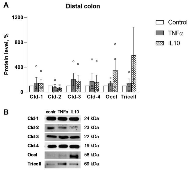 MARVELD2 Antibody in Western Blot (WB)