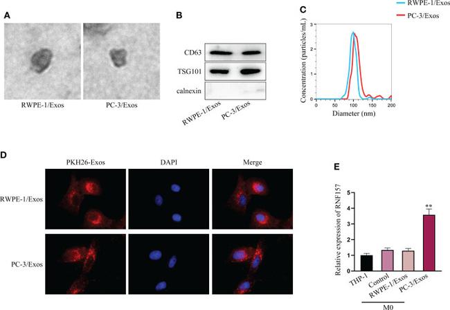 CD63 Antibody in Western Blot (WB)