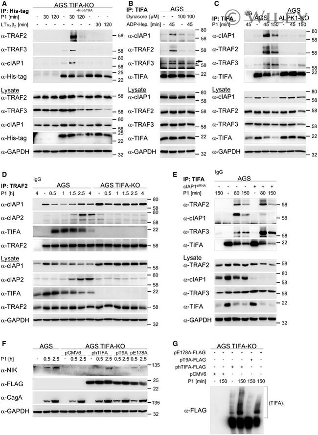 TRAF3 Antibody in Western Blot (WB)