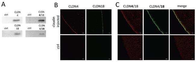 Claudin 18 Antibody in Western Blot (WB)