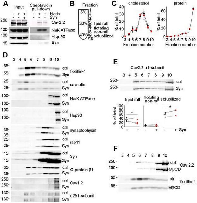 RAB11A Antibody in Western Blot (WB)