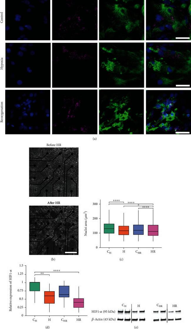 HIF1A Antibody in Western Blot, Immunocytochemistry (WB, ICC/IF)