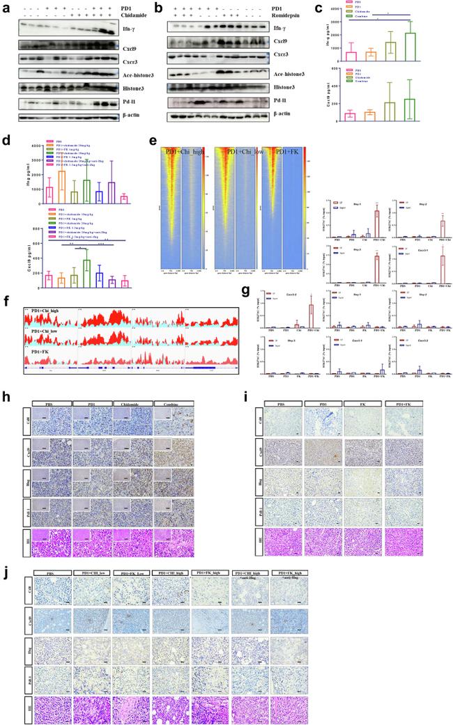 CXCL9 Antibody in Immunohistochemistry (IHC)