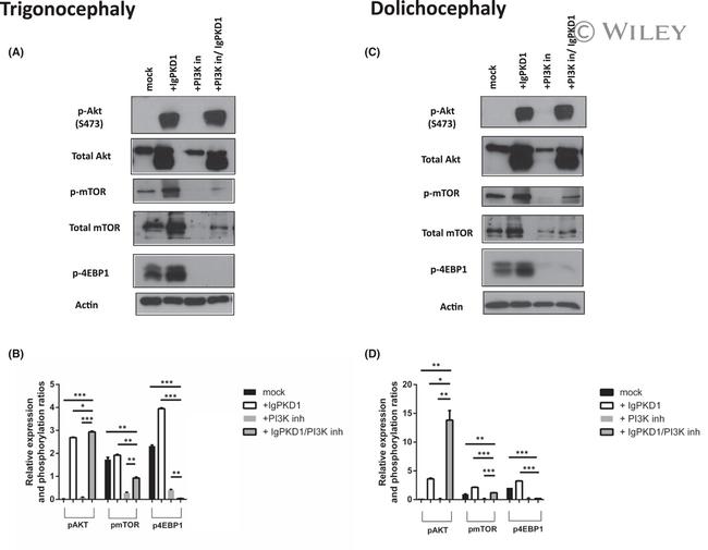 mTOR Antibody in Western Blot (WB)