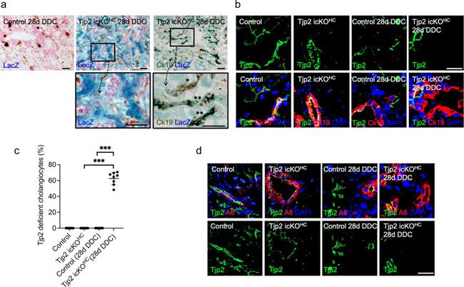 ZO-2 Antibody in Immunohistochemistry (IHC)