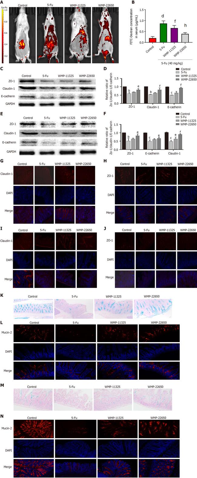 Claudin 1 Antibody in Western Blot, Immunohistochemistry (WB, IHC)