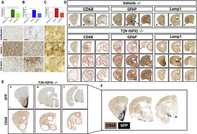 GFP Antibody in Immunohistochemistry (IHC)