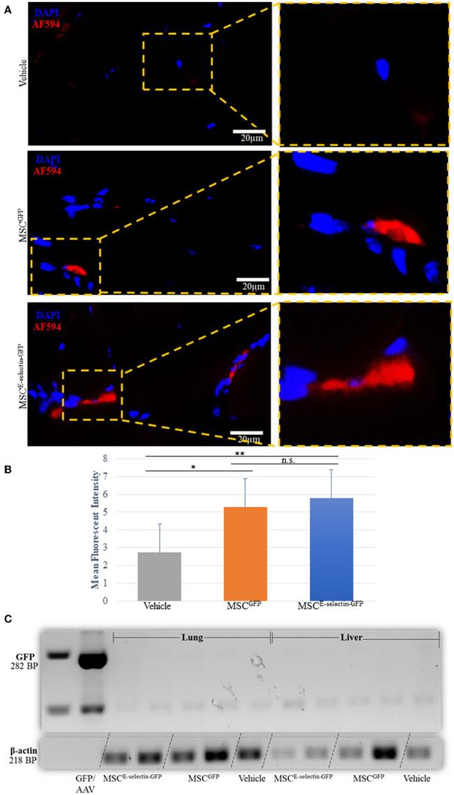 GFP Antibody in Western Blot, Immunohistochemistry (WB, IHC)