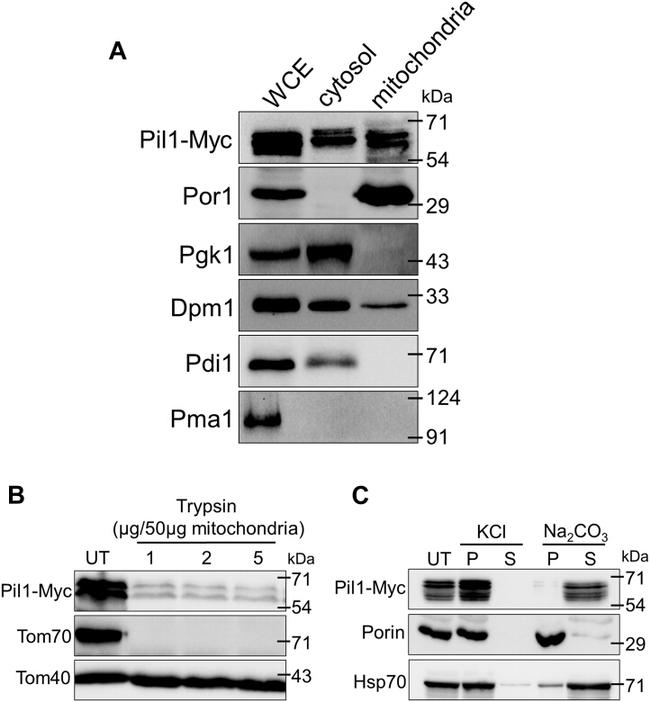 DPM1 Antibody in Western Blot (WB)