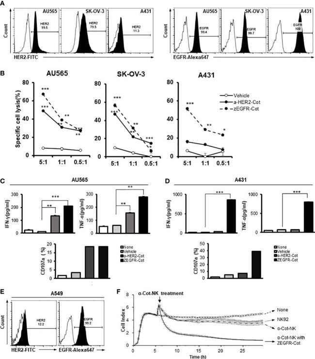 ErbB2 (HER-2) Antibody in Flow Cytometry (Flow)