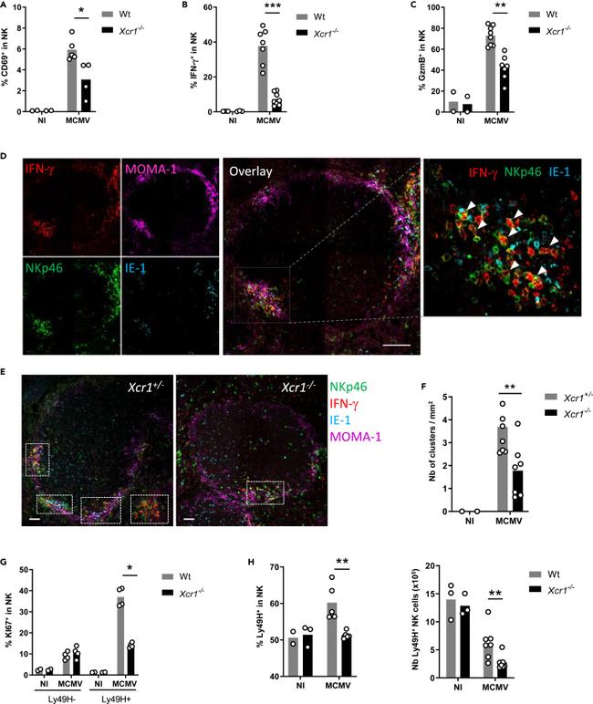 Granzyme B Antibody in Flow Cytometry (Flow)